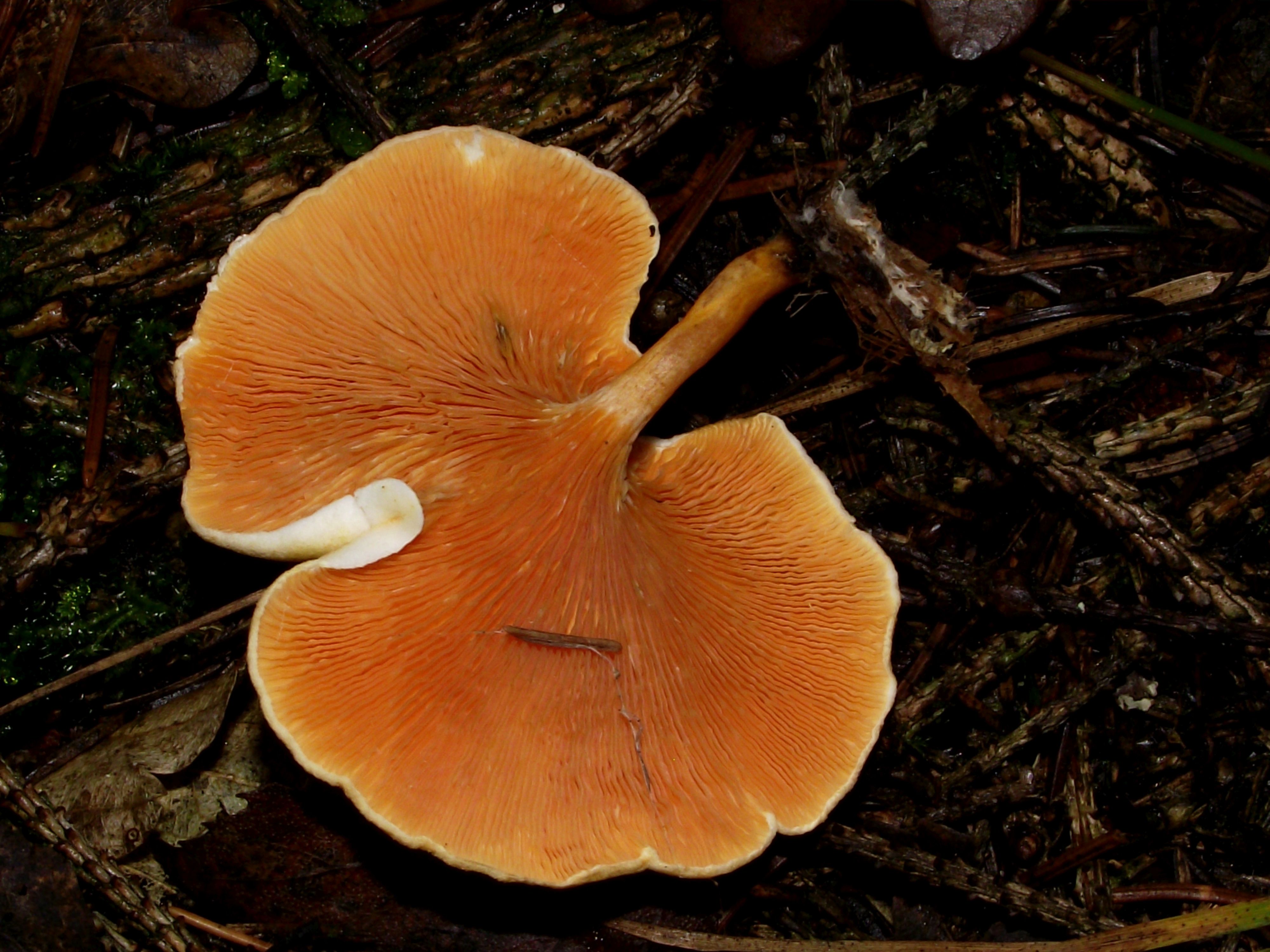 Falscher Pfifferling
